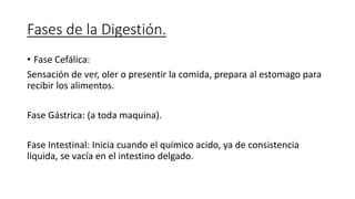 Fases de la Digestión.
• Fase Cefálica:
Sensación de ver, oler o presentir la comida, prepara al estomago para
recibir los alimentos.
Fase Gástrica: (a toda maquina).
Fase Intestinal: Inicia cuando el químico acido, ya de consistencia
liquida, se vacía en el intestino delgado.
 