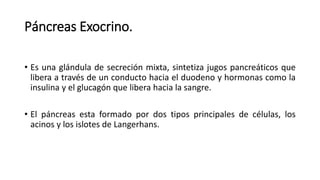Páncreas Exocrino.
• Es una glándula de secreción mixta, sintetiza jugos pancreáticos que
libera a través de un conducto hacia el duodeno y hormonas como la
insulina y el glucagón que libera hacia la sangre.
• El páncreas esta formado por dos tipos principales de células, los
acinos y los islotes de Langerhans.
 