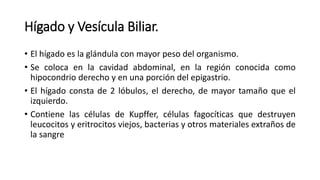 Hígado y Vesícula Biliar.
• El hígado es la glándula con mayor peso del organismo.
• Se coloca en la cavidad abdominal, en la región conocida como
hipocondrio derecho y en una porción del epigastrio.
• El hígado consta de 2 lóbulos, el derecho, de mayor tamaño que el
izquierdo.
• Contiene las células de Kupffer, células fagocíticas que destruyen
leucocitos y eritrocitos viejos, bacterias y otros materiales extraños de
la sangre
 