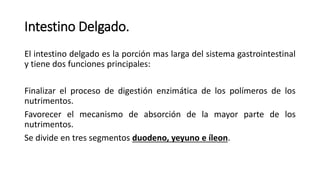 Intestino Delgado.
El intestino delgado es la porción mas larga del sistema gastrointestinal
y tiene dos funciones principales:
Finalizar el proceso de digestión enzimática de los polímeros de los
nutrimentos.
Favorecer el mecanismo de absorción de la mayor parte de los
nutrimentos.
Se divide en tres segmentos duodeno, yeyuno e íleon.
 