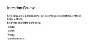 Intestino Grueso.
Se localiza en la porción distal del sistema gastrointestinal, entre el
íleon y el ano.
Se divide en cuatro porciones:
-Ciego.
-Colon.
-Recto.
-Conducto Anal.
 