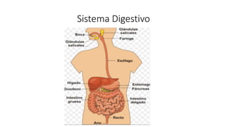 Sistema Digestivo
 