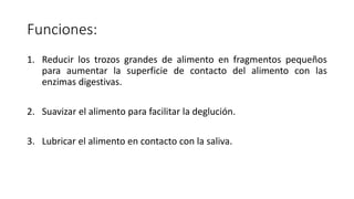 Funciones:
1. Reducir los trozos grandes de alimento en fragmentos pequeños
para aumentar la superficie de contacto del alimento con las
enzimas digestivas.
2. Suavizar el alimento para facilitar la deglución.
3. Lubricar el alimento en contacto con la saliva.
 