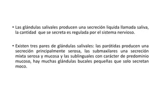 • Las glándulas salivales producen una secreción liquida llamada saliva,
la cantidad que se secreta es regulada por el sistema nervioso.
• Existen tres pares de glándulas salivales: las parótidas producen una
secreción principalmente serosa, las submaxilares una secreción
mixta serosa y mucosa y las sublinguales con carácter de predominio
mucoso, hay muchas glándulas bucales pequeñas que solo secretan
moco.
 
