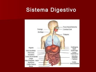 Sistema Digestivo
 