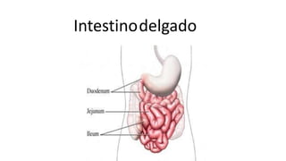 Intestinodelgado
 