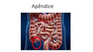 Apêndice
 