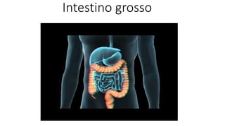 Intestino grosso
 