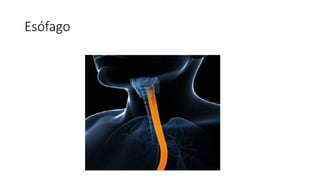 Esófago
 