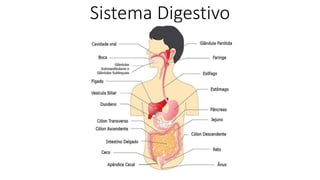 Sistema Digestivo
 
