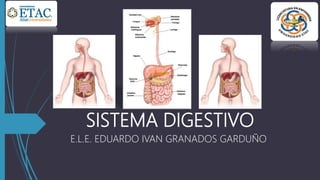 SISTEMA DIGESTIVO
E.L.E. EDUARDO IVAN GRANADOS GARDUÑO
 