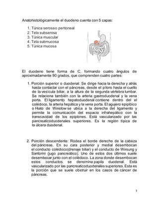 3
Anatohistológicamente el duodeno cuenta con 5 capas:
1. Túnica serosao peritoneal
2. Tela subserosa
3. Túnica muscular
4. Tela submucosa
5. Túnica mucosa
El duodeno tiene forma de C, formando cuatro ángulos de
aproximadamente 90 grados, que comprenden cuatro partes:
1. Porción superior o duodenal: Se dirige hacia la derecha y atrás
hasta contactar con el páncreas, desde el píloro hasta el cuello
de la vesícula biliar, a la altura de la segunda vértebra lumbar.
Se relaciona también con la arteria gastroduodenal y la vena
porta. El ligamento hepatoduodenal contiene dentro del el
colédoco, la arteria hepática y la vena porta. El agujero epiplóico
o Hiato de Winslow se ubica a la derecha del ligamento y
permite la comunicación del espacio infrahepático con la
transcavidad de los epiplones. Está vascularizado por las
pancreaticoduodenales superiores. Es la región típica de
la úlcera duodenal.
2. Porción descendente: Rodea el borde derecho de la cabeza
del páncreas. En su cara posterior y medial desembocan
el conducto colédoco(drenaje biliar) y el conducto de Wirsung y
Santorini (jugo pancreático). Uno de estos dos últimos suele
desembocar junto con el colédoco. La zona donde desembocan
estos conductos se denomina papila duodenal. Está
vascularizado por las pancreaticoduodenales superiores.Esta es
la porción que se suele obstruir en los casos de cáncer de
páncreas.
 