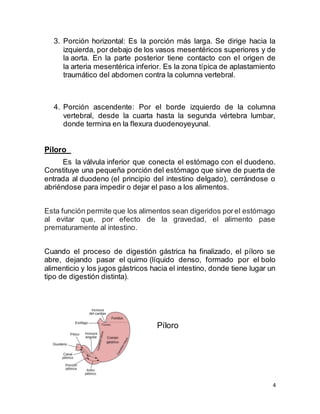 4
3. Porción horizontal: Es la porción más larga. Se dirige hacia la
izquierda, por debajo de los vasos mesentéricos superiores y de
la aorta. En la parte posterior tiene contacto con el origen de
la arteria mesentérica inferior. Es la zona típica de aplastamiento
traumático del abdomen contra la columna vertebral.
4. Porción ascendente: Por el borde izquierdo de la columna
vertebral, desde la cuarta hasta la segunda vértebra lumbar,
donde termina en la flexura duodenoyeyunal.
Píloro
Es la válvula inferior que conecta el estómago con el duodeno.
Constituye una pequeña porción del estómago que sirve de puerta de
entrada al duodeno (el principio del intestino delgado), cerrándose o
abriéndose para impedir o dejar el paso a los alimentos.
Esta función permite que los alimentos sean digeridos porel estómago
al evitar que, por efecto de la gravedad, el alimento pase
prematuramente al intestino.
Cuando el proceso de digestión gástrica ha finalizado, el píloro se
abre, dejando pasar el quimo (líquido denso, formado por el bolo
alimenticio y los jugos gástricos hacia el intestino, donde tiene lugar un
tipo de digestión distinta).
Píloro
 