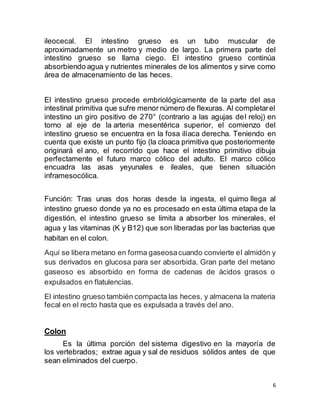 6
ileocecal. El intestino grueso es un tubo muscular de
aproximadamente un metro y medio de largo. La primera parte del
intestino grueso se llama ciego. El intestino grueso continúa
absorbiendo agua y nutrientes minerales de los alimentos y sirve como
área de almacenamiento de las heces.
El intestino grueso procede embriológicamente de la parte del asa
intestinal primitiva que sufre menor número de flexuras. Al completarel
intestino un giro positivo de 270° (contrario a las agujas del reloj) en
torno al eje de la arteria mesentérica superior, el comienzo del
intestino grueso se encuentra en la fosa ilíaca derecha. Teniendo en
cuenta que existe un punto fijo (la cloaca primitiva que posteriormente
originará el ano, el recorrido que hace el intestino primitivo dibuja
perfectamente el futuro marco cólico del adulto. El marco cólico
encuadra las asas yeyunales e ileales, que tienen situación
inframesocólica.
Función: Tras unas dos horas desde la ingesta, el quimo llega al
intestino grueso donde ya no es procesado en esta última etapa de la
digestión, el intestino grueso se limita a absorber los minerales, el
agua y las vitaminas (K y B12) que son liberadas por las bacterias que
habitan en el colon.
Aquí se libera metano en forma gaseosacuando convierte el almidón y
sus derivados en glucosa para ser absorbida. Gran parte del metano
gaseoso es absorbido en forma de cadenas de ácidos grasos o
expulsados en flatulencias.
El intestino grueso también compacta las heces, y almacena la materia
fecal en el recto hasta que es expulsada a través del ano.
Colon
Es la última porción del sistema digestivo en la mayoría de
los vertebrados; extrae agua y sal de residuos sólidos antes de que
sean eliminados del cuerpo.
 