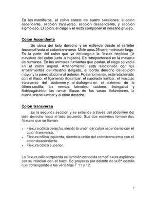 7
En los mamíferos, el colon consta de cuatro secciones: el colon
ascendente, el colon transverso, el colon descendente, y el colon
sigmoideo. El colon, el ciego y el recto componen el intestino grueso.
Colon Ascendente
Se ubica del lado derecho y se extiende desde el esfínter
ileocecalhasta el colon transverso. Mide unos 25 centímetros de largo.
Es la parte del colon que va del ciego a la flexura hepática (la
curvatura del colon junto al hígado). Es retroperitoneal en la mayoría
de humanos. En los animales rumiantes que pastan, el ciego se vacía
en el colon espiral. Anteriormente, está relacionado con los
arrollamientos del intestino delgado, el borde derecho del epiplón
mayor y la pared abdominal anterior. Posteriormente, está relacionado
con el ilíaco, el ligamento iliolumbar, el cuadrado lumbar, el músculo
transverso del abdomen y el diafragma en el extremo de la
última costilla; los nervios laterales: cutáneo, ilioinguinal y
iliohipogástrico; las ramas ilíacas de los vasos iliolumbares, la
cuarta arteria lumbar y el riñón derecho.
Colon transverso
Es la segunda sección y se extiende a través del abdomen del
lado derecho hacia el lado izquierdo. Sus dos extremos forman dos
flexuras que se llaman:
 Flexura cólica derecha, siendo la unión del colon ascendente con el
colon transverso.
 Flexura cólica izquierda, siendo la unión del colontransverso con el
colon descendente.
 Flexura cólica superior.
La flexura cólica izquierda es también conocidacomo flexura esplénica
por su relación con el bazo. Se proyecta por delante de la 8ª costilla
que corresponde a las vértebras T 11 y 12.
 