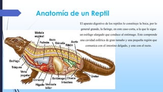 Sistema digestivo, órganos, partes. clasificación. | PDF