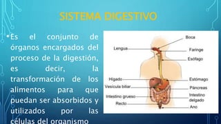 SISTEMA DIGESTIVO
•Es el conjunto de
órganos encargados del
proceso de la digestión,
es decir, la
transformación de los
alimentos para que
puedan ser absorbidos y
utilizados por las
células del organismo
 