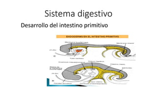 Sistema digestivo
Desarrollo del intestino primitivo
 