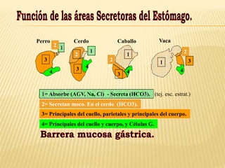 Sistema digestivo estructura y función | PPTX