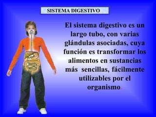 SISTEMA DIGESTIVO
El sistema digestivo es un
largo tubo, con varias
glándulas asociadas, cuya
función es transformar los
alimentos en sustancias
más sencillas, fácilmente
utilizables por el
organismo.
 