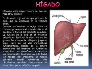 El hígado es la mayor víscera del cuerpo.
Pesa 1500 gramos.
Es de color rojo oscuro que produce la
bilis, que se almacena en la vesícula
biliar.
Durante las comidas la vejiga biliar se
contrae, provocando el paso de bilis en el
duodeno, a través del conducto colédoco.
La función de la bilis en el intestino
delgado es facilitar la digestión de las
grasas. Por otra parte, el hígado juega un
papel clave en las vías metabólicas
fundamentales. Recibe de la sangre
proveniente del intestino los nutrientes
absorbidos, los transforma y sintetiza
los componentes fundamentales de todos
los tejidos del organismo. El hígado
contiene también numerosas vías
bioquímicas para detoxificar compuestos
absorbidos por el intestino delgado.
 