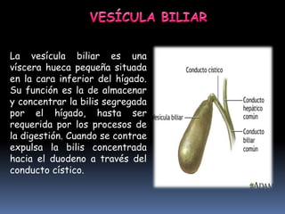 La vesícula biliar es una
víscera hueca pequeña situada
en la cara inferior del hígado.
Su función es la de almacenar
y concentrar la bilis segregada
por el hígado, hasta ser
requerida por los procesos de
la digestión. Cuando se contrae
expulsa la bilis concentrada
hacia el duodeno a través del
conducto cístico.
 
