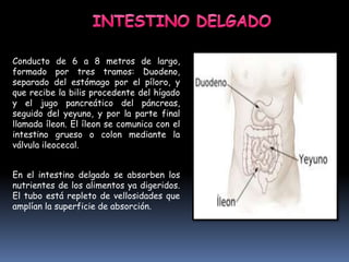 Conducto de 6 a 8 metros de largo,
formado por tres tramos: Duodeno,
separado del estómago por el píloro, y
que recibe la bilis procedente del hígado
y el jugo pancreático del páncreas,
seguido del yeyuno, y por la parte final
llamada íleon. El íleon se comunica con el
intestino grueso o colon mediante la
válvula ileocecal.
En el intestino delgado se absorben los
nutrientes de los alimentos ya digeridos.
El tubo está repleto de vellosidades que
amplían la superficie de absorción.
 
