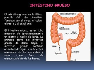 El intestino grueso es la última
porción del tubo digestivo,
formada por el ciego, el colon,
el recto y el canal anal.
El intestino grueso es un tubo
muscular de aproximadamente
un metro y medio de largo. La
primera parte del intestino
grueso se llama ciego. El
intestino grueso continúa
absorbiendo agua y nutrientes
minerales de los alimentos y
sirve como área de
almacenamiento de las heces.
 