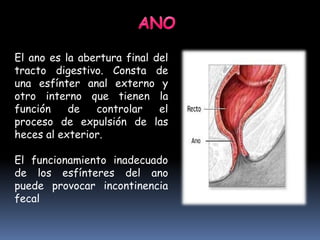 El ano es la abertura final del
tracto digestivo. Consta de
una esfínter anal externo y
otro interno que tienen la
función de controlar el
proceso de expulsión de las
heces al exterior.
El funcionamiento inadecuado
de los esfínteres del ano
puede provocar incontinencia
fecal
 