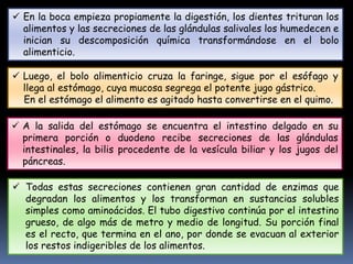  En la boca empieza propiamente la digestión, los dientes trituran los
alimentos y las secreciones de las glándulas salivales los humedecen e
inician su descomposición química transformándose en el bolo
alimenticio.
 Luego, el bolo alimenticio cruza la faringe, sigue por el esófago y
llega al estómago, cuya mucosa segrega el potente jugo gástrico.
En el estómago el alimento es agitado hasta convertirse en el quimo.
 A la salida del estómago se encuentra el intestino delgado en su
primera porción o duodeno recibe secreciones de las glándulas
intestinales, la bilis procedente de la vesícula biliar y los jugos del
páncreas.
 Todas estas secreciones contienen gran cantidad de enzimas que
degradan los alimentos y los transforman en sustancias solubles
simples como aminoácidos. El tubo digestivo continúa por el intestino
grueso, de algo más de metro y medio de longitud. Su porción final
es el recto, que termina en el ano, por donde se evacuan al exterior
los restos indigeribles de los alimentos.
 