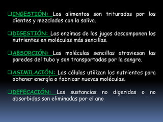 INGESTIÓN: Los alimentos son triturados por los
dientes y mezclados con la saliva.
DIGESTIÓN: Las enzimas de los jugos descomponen los
nutrientes en moléculas más sencillas.
ABSORCIÓN: Las moléculas sencillas atraviesan las
paredes del tubo y son transportadas por la sangre.
ASIMILACIÓN: Las células utilizan los nutrientes para
obtener energía o fabricar nuevas moléculas.
DEFECACIÓN: Las sustancias no digeridas o no
absorbidas son eliminadas por el ano
 