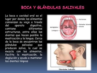 La boca o cavidad oral es el
lugar por donde los alimentos
comienzan su viaje a través
del aparato digestivo,
contiene diferentes
estructuras, entre ellas los
dientes que hacen posible la
masticación y la lengua. Cerca
de la boca se encuentran las
glándulas salivales que
producen saliva, la cual se
mezcla con los alimentos,
facilita la masticación, la
deglución y ayuda a mantener
los dientes limpios
 