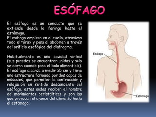 El esófago es un conducto que se
extiende desde la faringe hasta el
estómago.
El esófago empieza en el cuello, atraviesa
todo el tórax y pasa al abdomen a través
del orificio esofágico del diafragma.
Habitualmente es una cavidad virtual
(sus paredes se encuentran unidas y solo
se abren cuando pasa el bolo alimenticio).
El esófago alcanza a medir 25 cm y tiene
una estructura formada por dos capas de
músculos, que permiten la contracción y
relajación en sentido descendente del
esófago, estas ondas reciben el nombre
de movimientos peristálticos y son las
que provocan el avance del alimento hacia
el estómago.
 