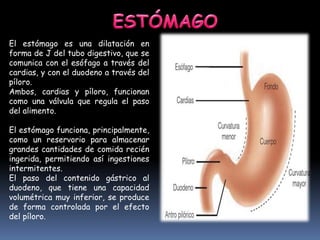 El estómago es una dilatación en
forma de J del tubo digestivo, que se
comunica con el esófago a través del
cardias, y con el duodeno a través del
píloro.
Ambos, cardias y píloro, funcionan
como una válvula que regula el paso
del alimento.
El estómago funciona, principalmente,
como un reservorio para almacenar
grandes cantidades de comida recién
ingerida, permitiendo así ingestiones
intermitentes.
El paso del contenido gástrico al
duodeno, que tiene una capacidad
volumétrica muy inferior, se produce
de forma controlada por el efecto
del píloro.
 