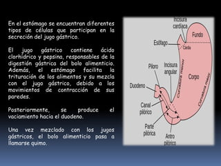 En el estómago se encuentran diferentes
tipos de células que participan en la
secreción del jugo gástrico.
El jugo gástrico contiene ácido
clorhídrico y pepsina, responsables de la
digestión gástrica del bolo alimenticio.
Además, el estómago facilita la
trituración de los alimentos y su mezcla
con el jugo gástrico, debido a los
movimientos de contracción de sus
paredes.
Posteriormente, se produce el
vaciamiento hacia el duodeno.
Una vez mezclado con los jugos
gástricos, el bolo alimenticio pasa a
llamarse quimo.
 