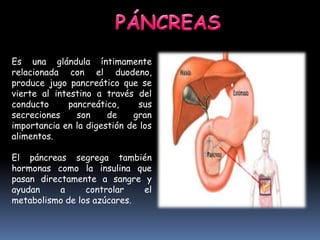 Es una glándula íntimamente
relacionada con el duodeno,
produce jugo pancreático que se
vierte al intestino a través del
conducto pancreático, sus
secreciones son de gran
importancia en la digestión de los
alimentos.
El páncreas segrega también
hormonas como la insulina que
pasan directamente a sangre y
ayudan a controlar el
metabolismo de los azúcares.
 