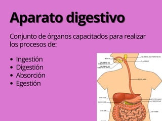 Conjunto de órganos capacitados para realizar
los procesos de:
Ingestión
Digestión
Absorción
Egestión
Aparato digestivo
Aparato digestivo
 