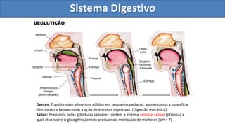 DEGLUTIÇÃO
Língua
Faringe
Esôfago
Laringe
Proeminência
laringea
(pomo-de-adão)
Epiglote
Traquéia
Alimento
Esôfago
Palato
mole
Epiglote
fechando
a traquéia
Nutrição e Sistema Digestivo
Dentes: Transformam alimentos sólidos em pequenos pedaços, aumentando a superfície
de contato e favorecendo a ação de enzimas digestivas. (Digestão mecânica).
Saliva: Produzida pelas glândulas salivares contém a enzima amilase salivar (ptialina) a
qual atua sobre o glicogênio/amido produzindo moléculas de maltoses (pH = 7)
Sistema Digestivo
 