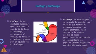 ◍ Esófago. Es un
conducto muscular,
que transporta la
comida de la boca
al estómago,
atravesando el
cuello, el tórax y
el abdomen, y pasa
por un agujero en
el diafragma.
◍ Estómago. En este órgano
se acumula la comida. Las
células que forman el
estómago secretan los
jugos gástricos, Esta
sustancia le otorga
acidez al medio
permitiendo la activación
del pepsinógeno en
pepsina (enzima digestiva
que degrada proteínas)
10
 