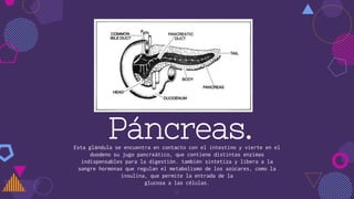 Páncreas.
Esta glándula se encuentra en contacto con el intestino y vierte en el
duodeno su jugo pancreático, que contiene distintas enzimas
indispensables para la digestión. también sintetiza y libera a la
sangre hormonas que regulan el metabolismo de los azúcares, como la
insulina, que permite la entrada de la
glucosa a las células.
11
 