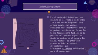 Intestino grueso.
◍ Es el resto del intestino, que
culmina en el recto y mide entre
120 y 160 cm de longitud. Este
órgano cumple con varias
funciones muy importantes para el
organismo: es donde se forman las
heces fecales pero también es la
porción del aparato digestivo
donde se reabsorbe el agua y las
sales. Además, el intestino
grueso es hábitat natural
de bacterias que
sintetizan vitaminas necesarias
para el organismo.
12
 