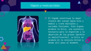 Hígado y vesícula biliar.
◍ El hígado constituye la mayor
víscera del cuerpo (pesa kilo y
medio) y tiene múltiples y
variadas funciones. Este órgano
produce la bilis, una sustancia
necesaria para la digestión y la
absorción de las grasas (permite
su emulsificación). La bilis se
acumula en la vesícula biliar y
desde allí pasa al duodeno.
14
 