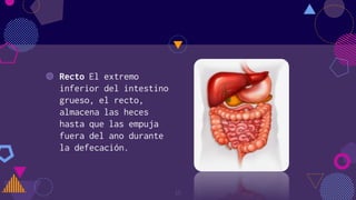 ◍ Recto El extremo
inferior del intestino
grueso, el recto,
almacena las heces
hasta que las empuja
fuera del ano durante
la defecación.
15
 