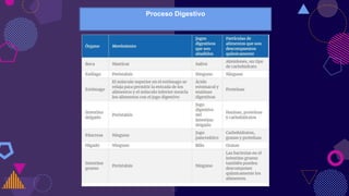 16
Proceso Digestivo
 