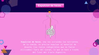 Expulcion de heces. Una vez extraídos los nutrientes
de la comida, es preciso expulsar el material de
desecho (los restos indigeribles que no fueron
utilizados) fuera del cuerpo, lo que se hace a través
del final del tracto digestivo.
7
Expulcion de heces.
 