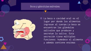 Boca y glándulas salivales.
◍ La boca o cavidad oral es el
lugar por donde los alimentos
ingresan al cuerpo.La boca se
encuentran las glándulas
salivales que producen y
secretan la saliva. Esta
secreción tiene múltiples
funciones: humedece el alimento
y además contiene enzimas
8
 