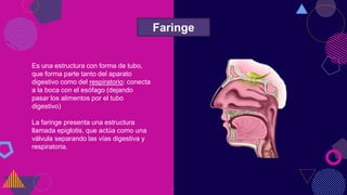 9
Faringe
Es una estructura con forma de tubo,
que forma parte tanto del aparato
digestivo como del respiratorio: conecta
a la boca con el esófago (dejando
pasar los alimentos por el tubo
digestivo)
La faringe presenta una estructura
llamada epiglotis, que actúa como una
válvula separando las vías digestiva y
respiratoria.
 