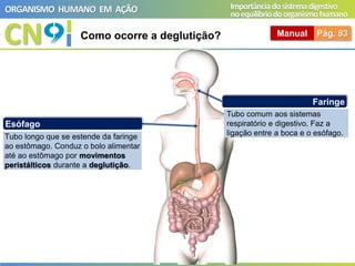 CN
ORGANISMO HUMANO EM AÇÃO Importânciadosistemadigestivo
noequilíbriodoorganismohumano
Como ocorre a deglutição? Manual Pág. 83
Faringe
Tubo comum aos sistemas
respiratório e digestivo. Faz a
ligação entre a boca e o esófago.
Esófago
Tubo longo que se estende da faringe
ao estômago. Conduz o bolo alimentar
até ao estômago por movimentos
peristálticos durante a deglutição.
 