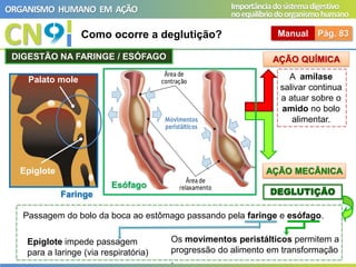 CN
ORGANISMO HUMANO EM AÇÃO Importânciadosistemadigestivo
noequilíbriodoorganismohumano
Como ocorre a deglutição? Manual Pág. 83
DEGLUTIÇÃO
AÇÃO QUÍMICA
Passagem do bolo da boca ao estômago passando pela faringe e esófago.
A amílase
salivar continua
a atuar sobre o
amido no bolo
alimentar.
Epiglote impede passagem
para a laringe (via respiratória)
DIGESTÃO NA FARINGE / ESÓFAGO
Os movimentos peristálticos permitem a
progressão do alimento em transformação
.
Faringe
Palato mole
Epiglote
Esófago
AÇÃO MECÂNICA
 
