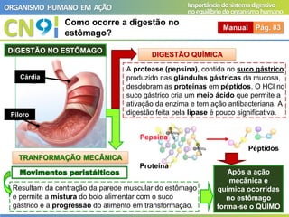 Proteína
CN
ORGANISMO HUMANO EM AÇÃO Importânciadosistemadigestivo
noequilíbriodoorganismohumano
Como ocorre a digestão no
estômago?
Manual Pág. 83
Movimentos peristálticos
TRANFORMAÇÃO MECÂNICA
DIGESTÃO QUÍMICA
Resultam da contração da parede muscular do estômago
e permite a mistura do bolo alimentar com o suco
gástrico e a progressão do alimento em transformação.
Péptidos
Pepsina
A protease (pepsina), contida no suco gástrico
produzido nas glândulas gástricas da mucosa,
desdobram as proteínas em péptidos. O HCl no
suco gástrico cria um meio ácido que permite a
ativação da enzima e tem ação antibacteriana. A
digestão feita pela lípase é pouco significativa.
Após a ação
mecânica e
química ocorridas
no estômago
forma-se o QUIMO
A
Cárdia
DIGESTÃO NO ESTÔMAGO
B
Piloro
 